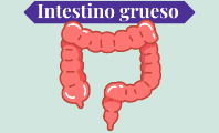 Intestino grueso