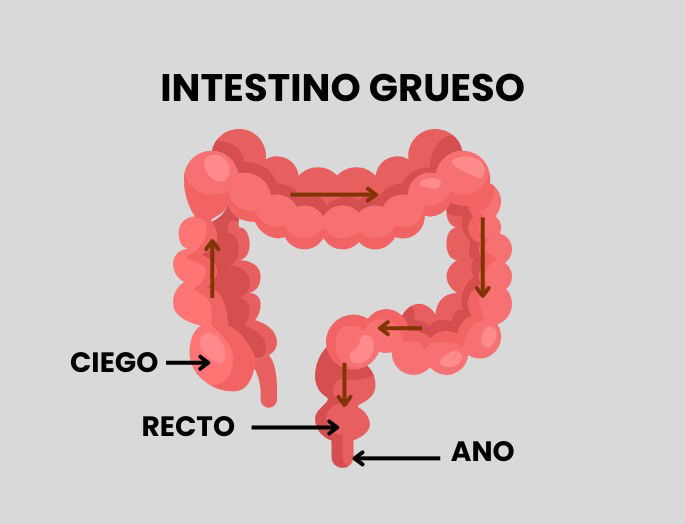 Defecación sistema excretor