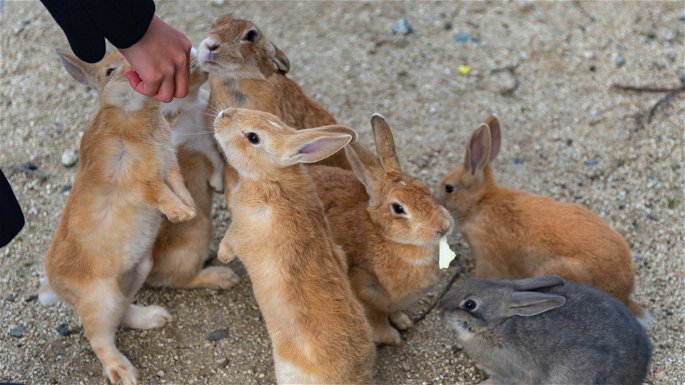 Conejos de Okunoshima siendo alimentados por los turistas
