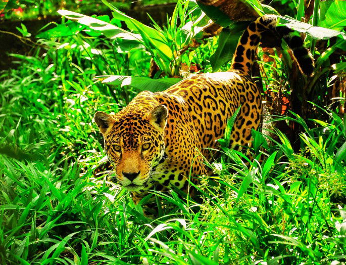 Jaguar en medio de la vegetación de la selva