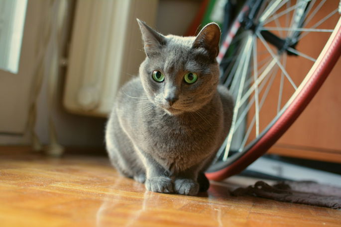 gato azul ruso con ojos verdes, en el suelo junto a una bicilceta