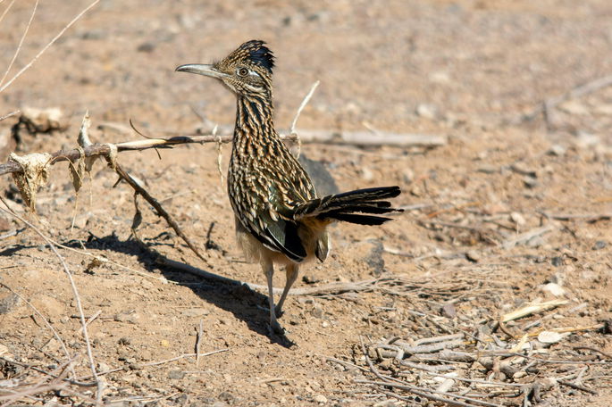 correcaminos
