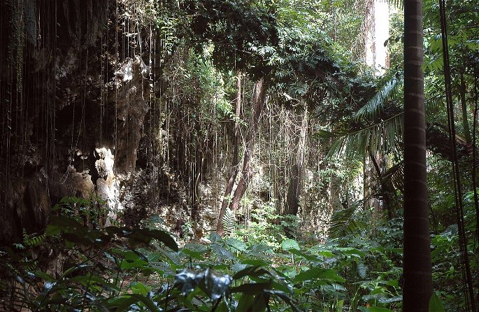 selva de Barbados