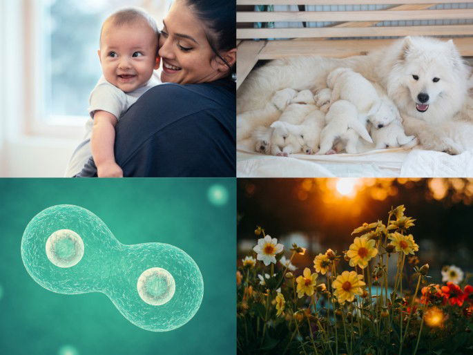La reproducción en cuatro diferentes especies: el ser humano, el perro, la bacteria y la flor