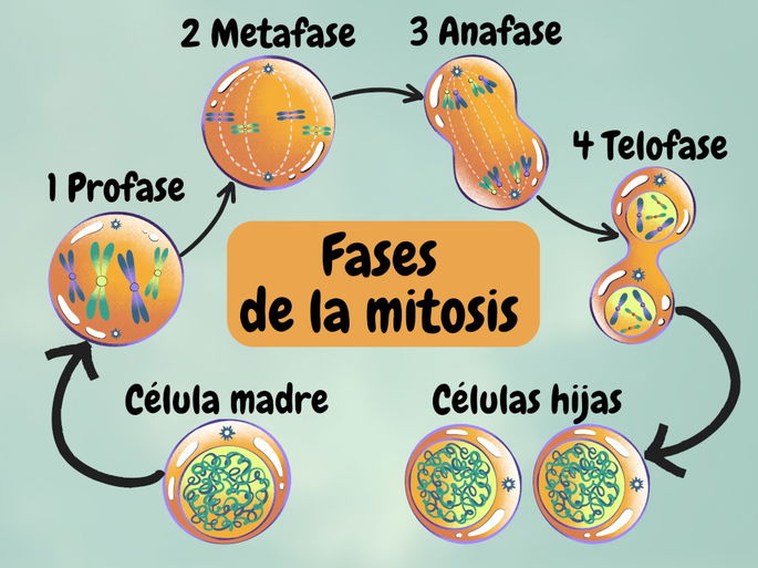 Las cuatro fases de la mitosis: profase, metafase, anafase y telofase.