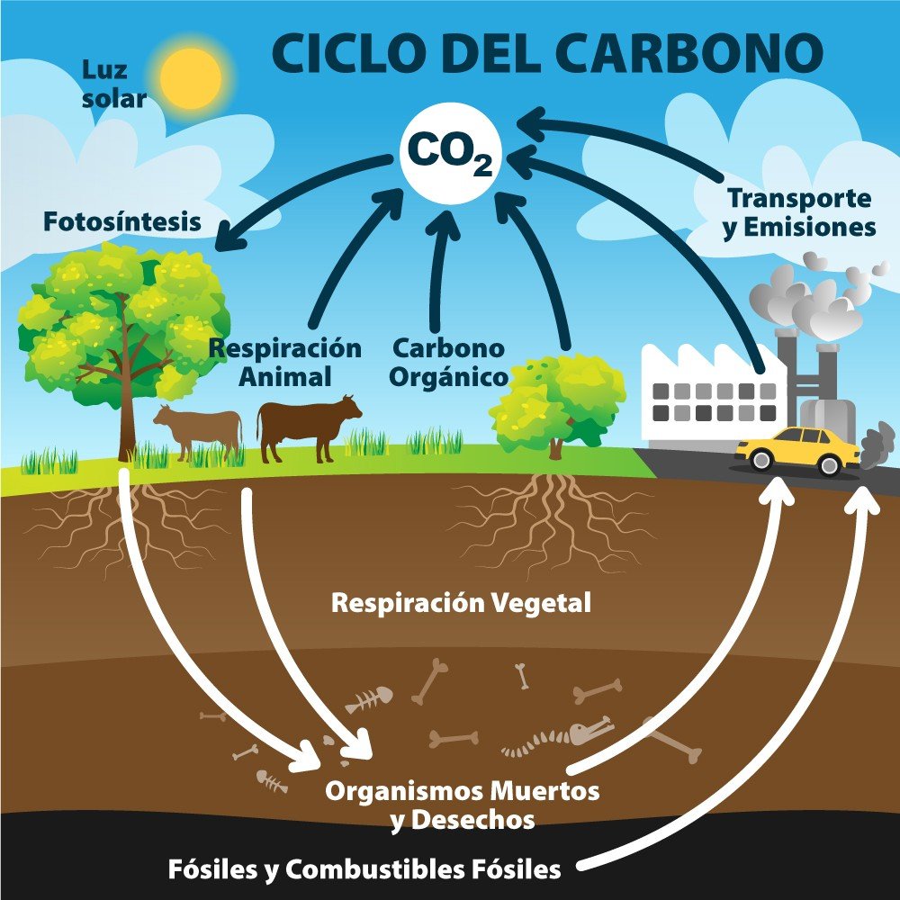 Esquema de las etapas del ciclo del carbono, incluyendo el ciclo biológico y geológico del mismo