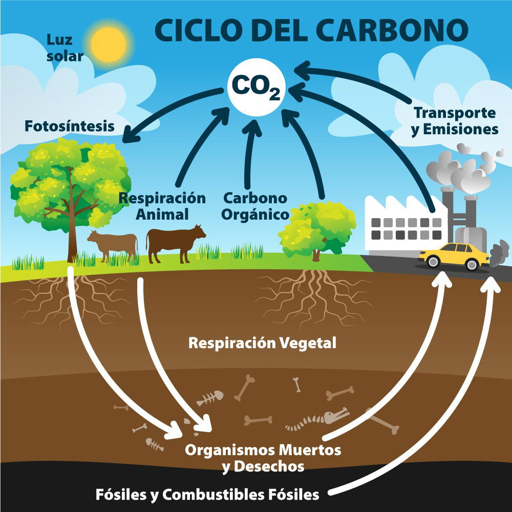 Ciclo Del Carbono Qué Es Sus Etapas E Importancia Enciclopedia