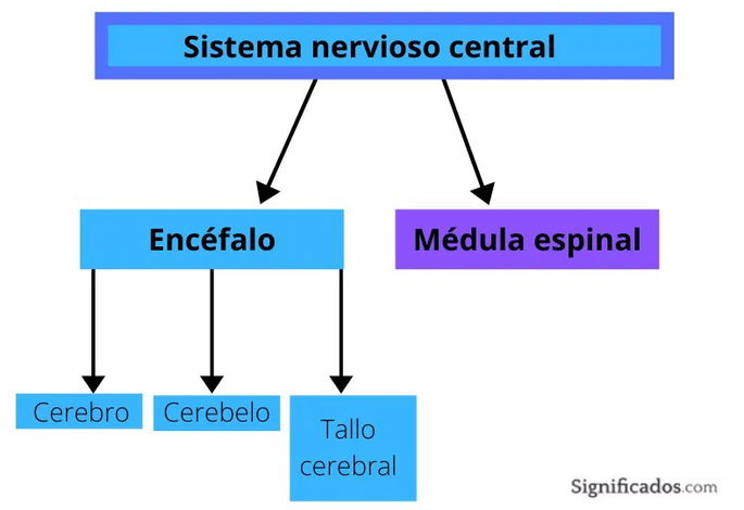 Partes del sistema nervioso central