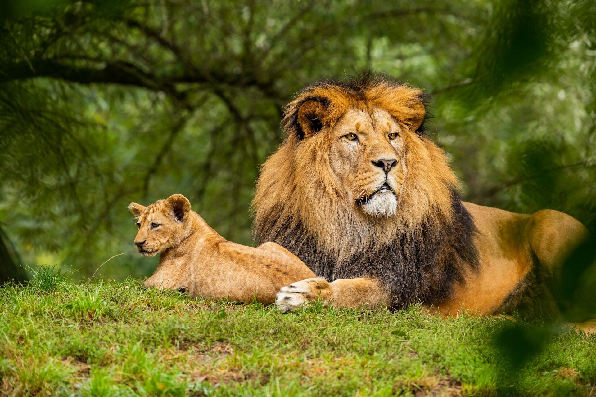 Un león y una leona descansando en un bosque verdoso