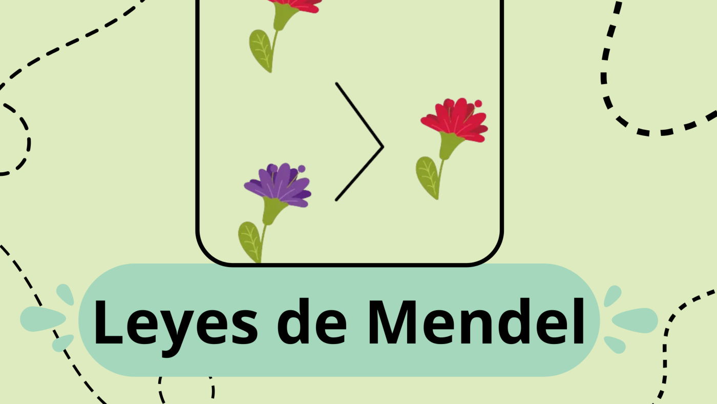 Leyes de Mendel: cuáles son y ejemplos - Significados