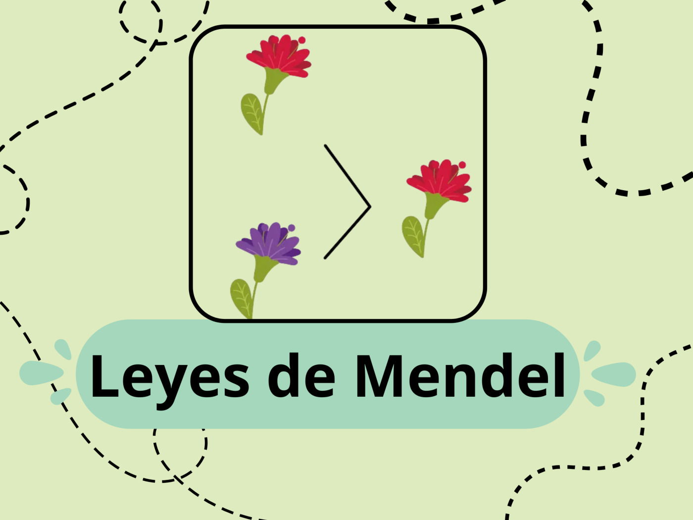 Leyes de Mendel: cuáles son y ejemplos - Significados