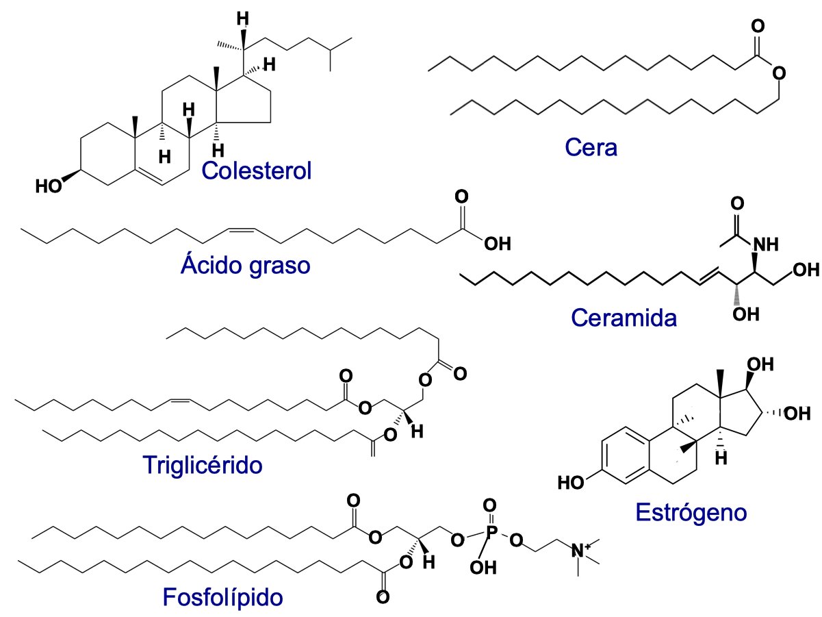 tipos de lipidos mostrando la estructura del colesterol, trigliceridos, acido graso, fosfolipido, cera, ceramida estrogeno