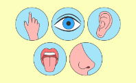 Los 5 Sentidos