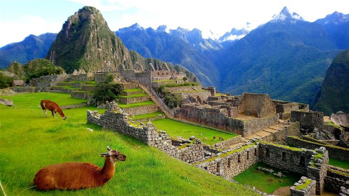 Machu Pichu y guanaco