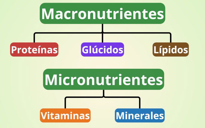 Clasificación de macronutrientes y micronutrientes