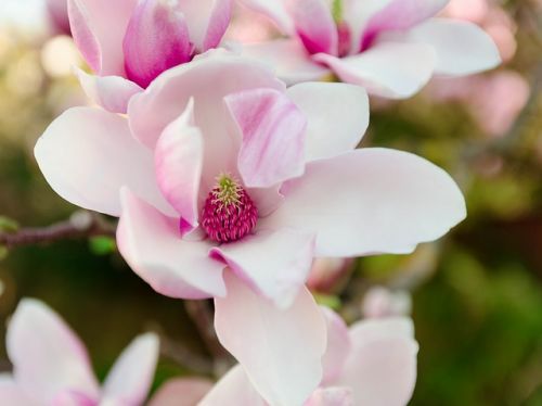 magnolia