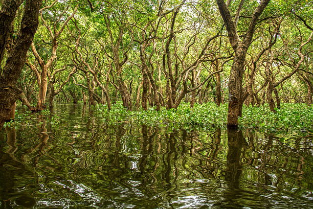 bioma de manglar