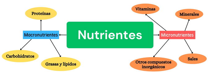 Un mapa conceptual de araña que presenta los tipos de nutrientes