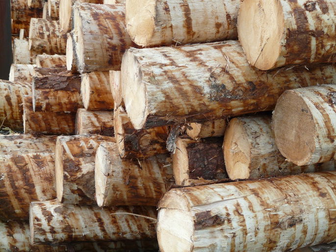 Materia prima: madera