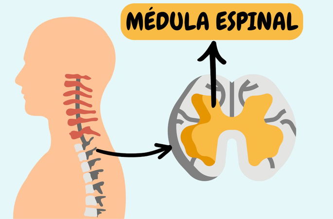 La ubicación de la médula espinal, parte del sistema nervioso central