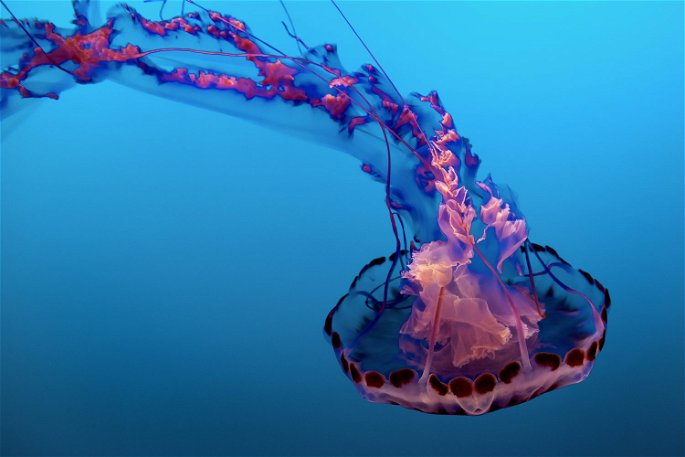 Animales acuáticos, medusa