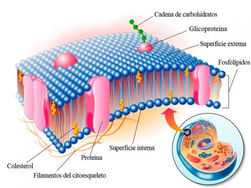 Partes de la célula