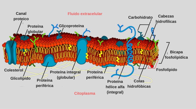 membrana celular