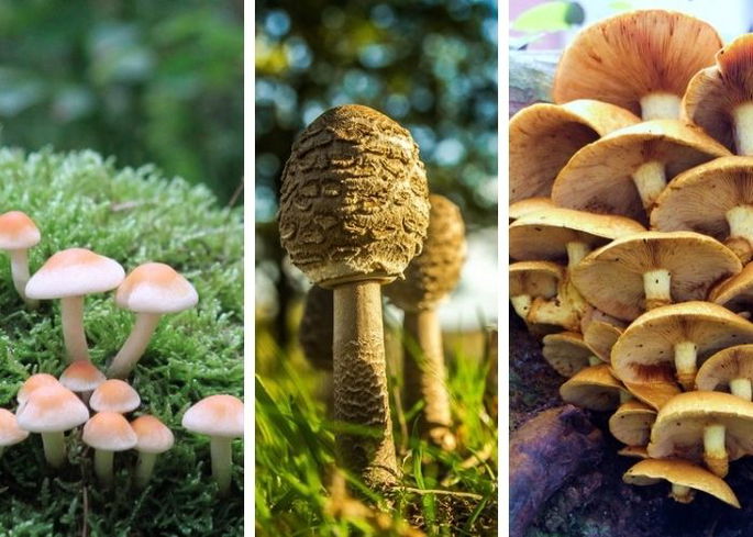 Varios tipos de hongos silvestres