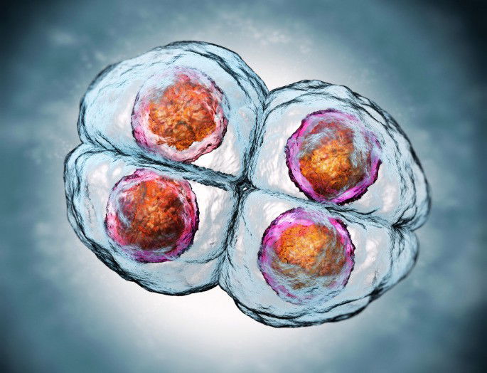 fase cuatro de la mitosis celular