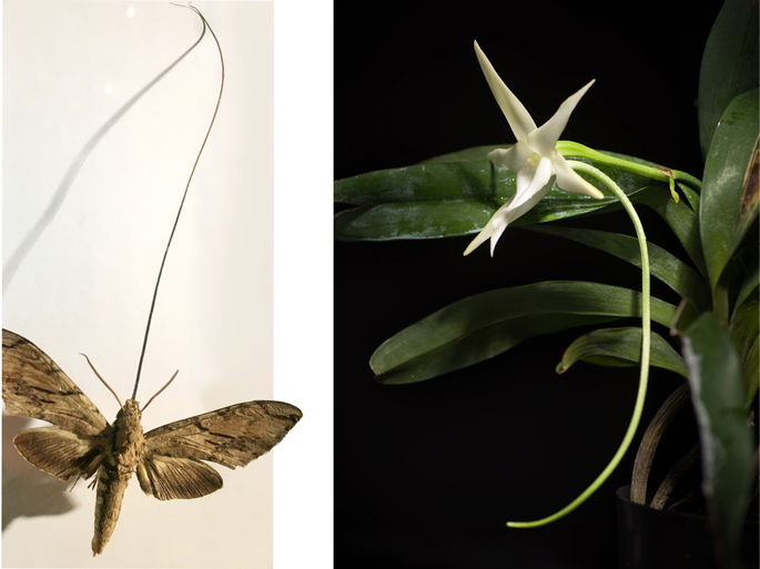 orquidea de Madagascar y polilla esfinge