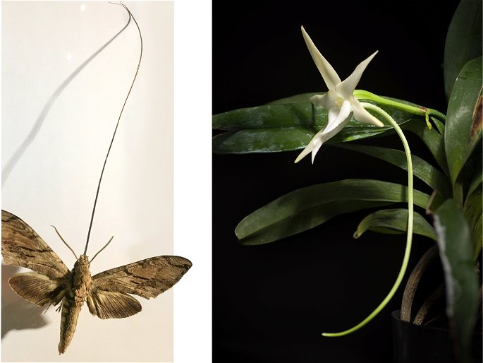 orquidea de Madagascar y polilla esfinge
