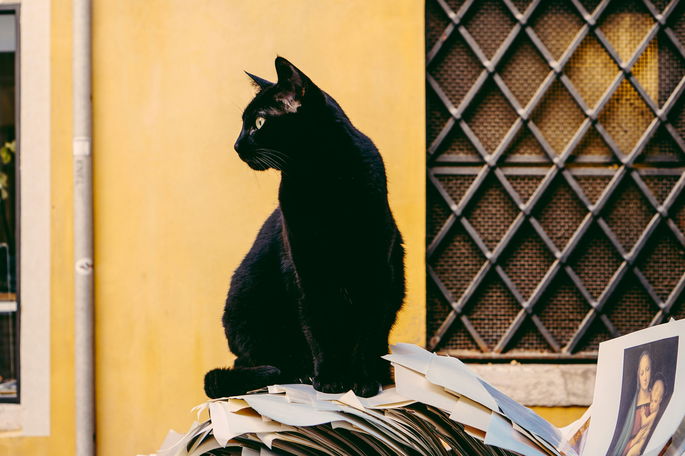 gato bombay, color negro subido en una pila de papeles