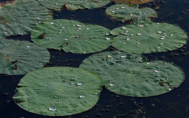 hojas del lotus indio Nelumbo nucifera mostrando la repelencia al agua