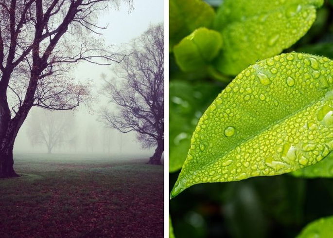 Bosque con niebla y rocío sobre una hoja verde
