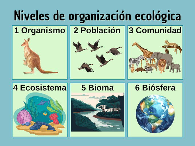 Niveles de organización ecológica o de la ecología: organismo, población, comunidad, ecosistema, bioma y biósfera.