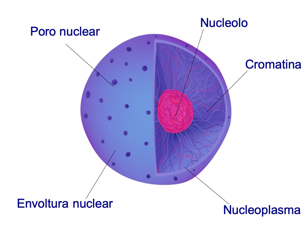 nucleo celular con sus partes