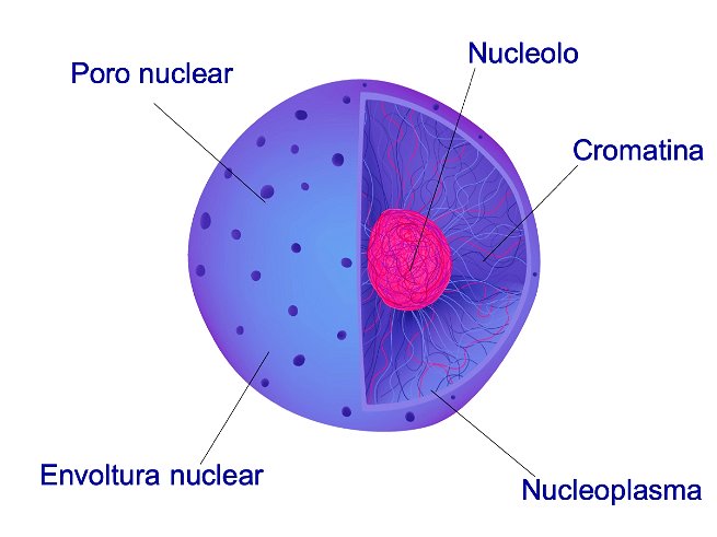 Significado de Núcleo celular (Qué es, Concepto y Definición) - Significados