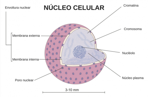 Resultado de imagen de nucle4o