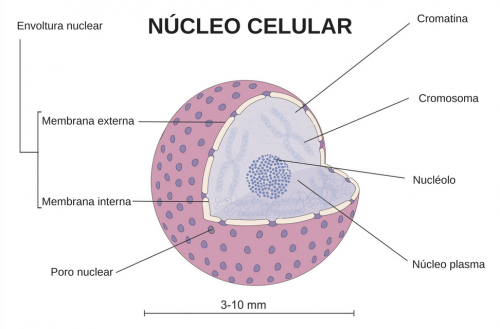 Nucleo Da Celula Humana V rus Gigantes Criam N cleo Celular Nucleo Da Celula Humana V rus Gigantes Criam N cleo Celular