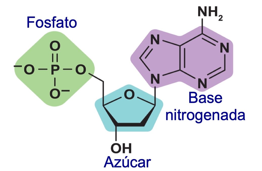 estructura basica de un nucleotido mostrando grupo fosfato, azucar y base nitrogenada