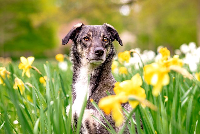 perro rodeado de flores amarillas