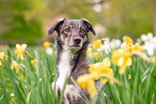 perro rodeado de flores amarillas
