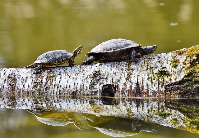 dos tortugas en un tronco
