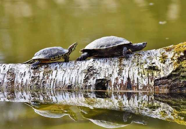 Dos tortugas caminando sobre un tronco
