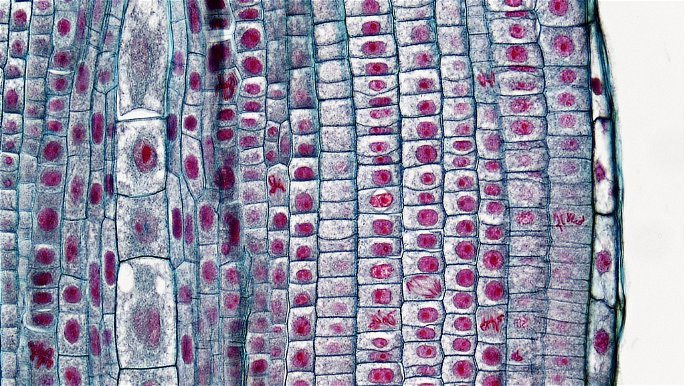 tejidos de la raiz de la cebolla donde se muestran celulas en el proceso de mitosis