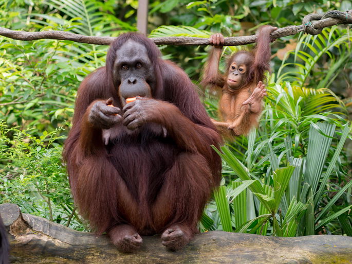 animales salvajes: orangutanes (adulto y cría) con vegetación frondosa