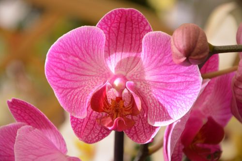 orquidea