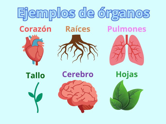 Seis ejemplos de órganos en seres vivos: corazón, raíces, pulmones, tallo, cerebro y hojas