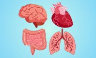 Órganos del cuerpo humano y sus funciones
