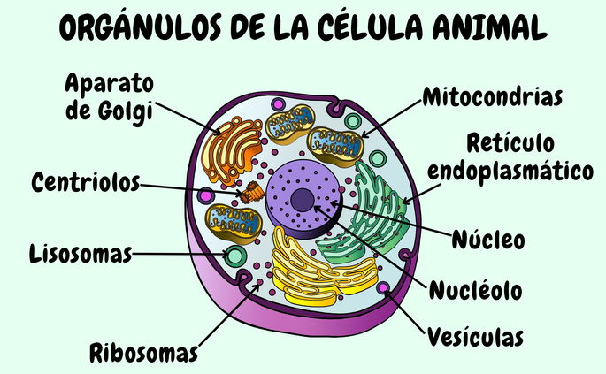 Orgánulos de la célula animal